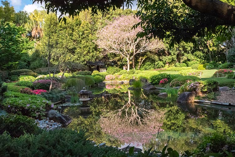 a landscape of the botanical gardens in brisbane