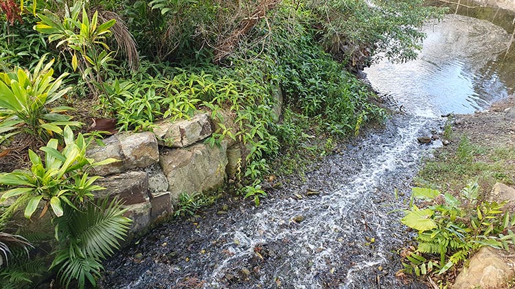 a creek leading into a watering hole in mt cootha reserve brisbane