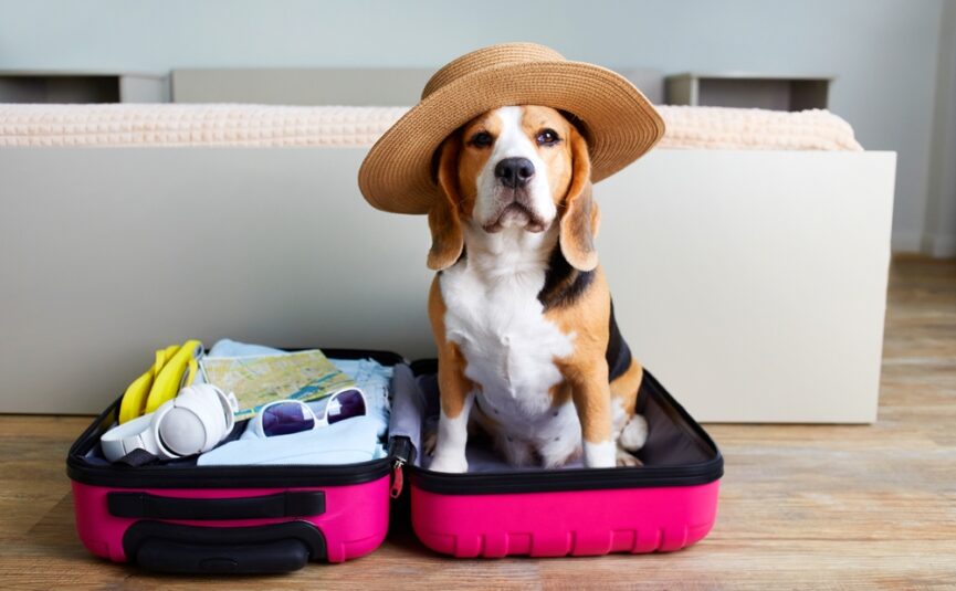 Pet friendly summer staycation